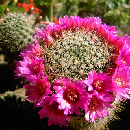 Mammillaria zeilmanniana